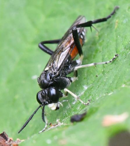 Macrophya militaris
